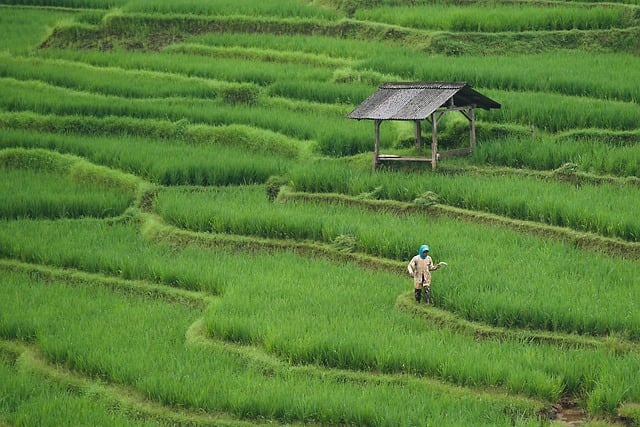 How to Tap into the Country’s Growing Agriculture Sector